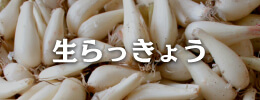 生らっきょう