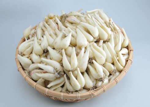 鳥取産 根付き 農薬制限栽培の生らっきょう 【農家直送】