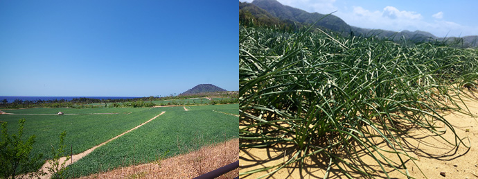 根付き 生らっきょうは厳しい環境下の砂の丘で育てています。