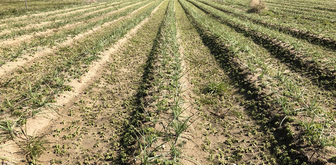 収穫量は半分以下になるという結果に…