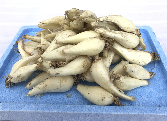 熟成 根付き 生らっきょう 【料理の食材としてオススメ】