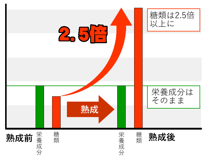 熟成することで糖類が２．５倍に！
