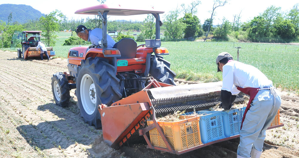 手間のかかる栽培方法で<br>立派ならっきょうが育つ