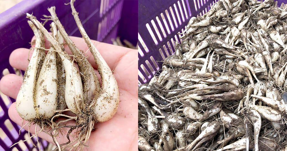 3年かけて育てる栽培法は全国でも三里浜だけ