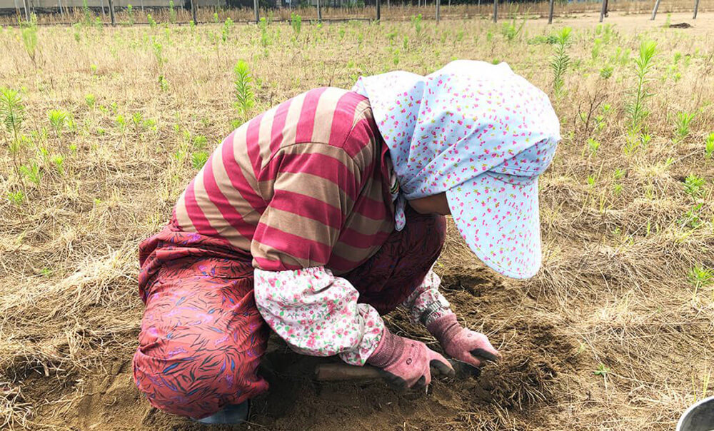 生産者の手間と苦労が作り出す貴重な三年子らっきょう