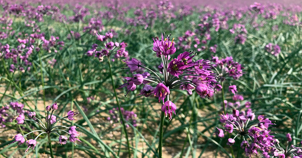 観光にも一役買う三里浜のらっきょう
