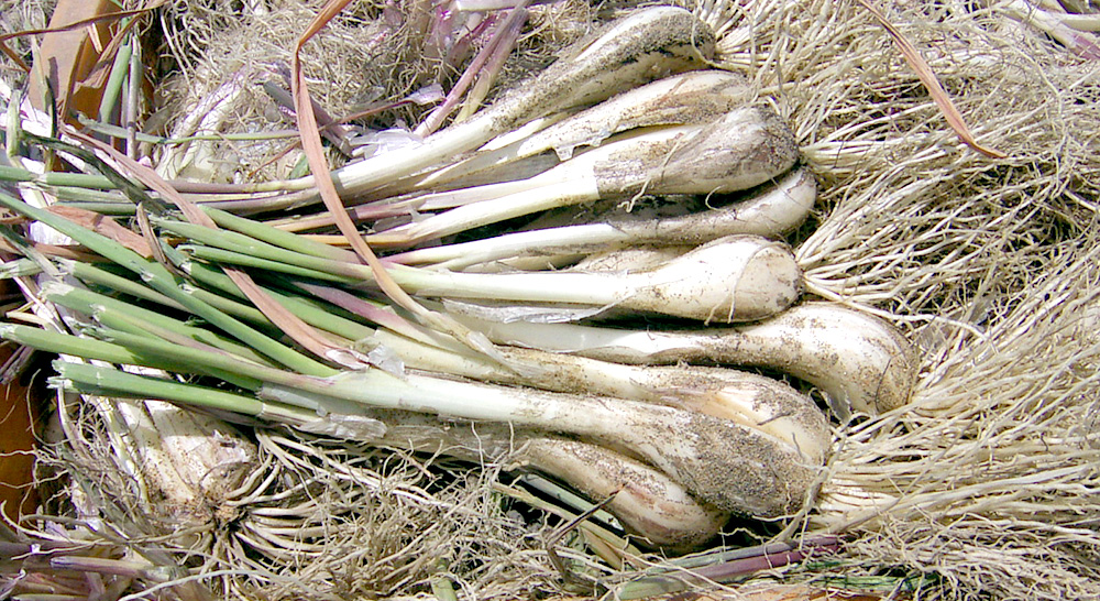 鳥取は全国でも有数の<br>らっきょうの産地